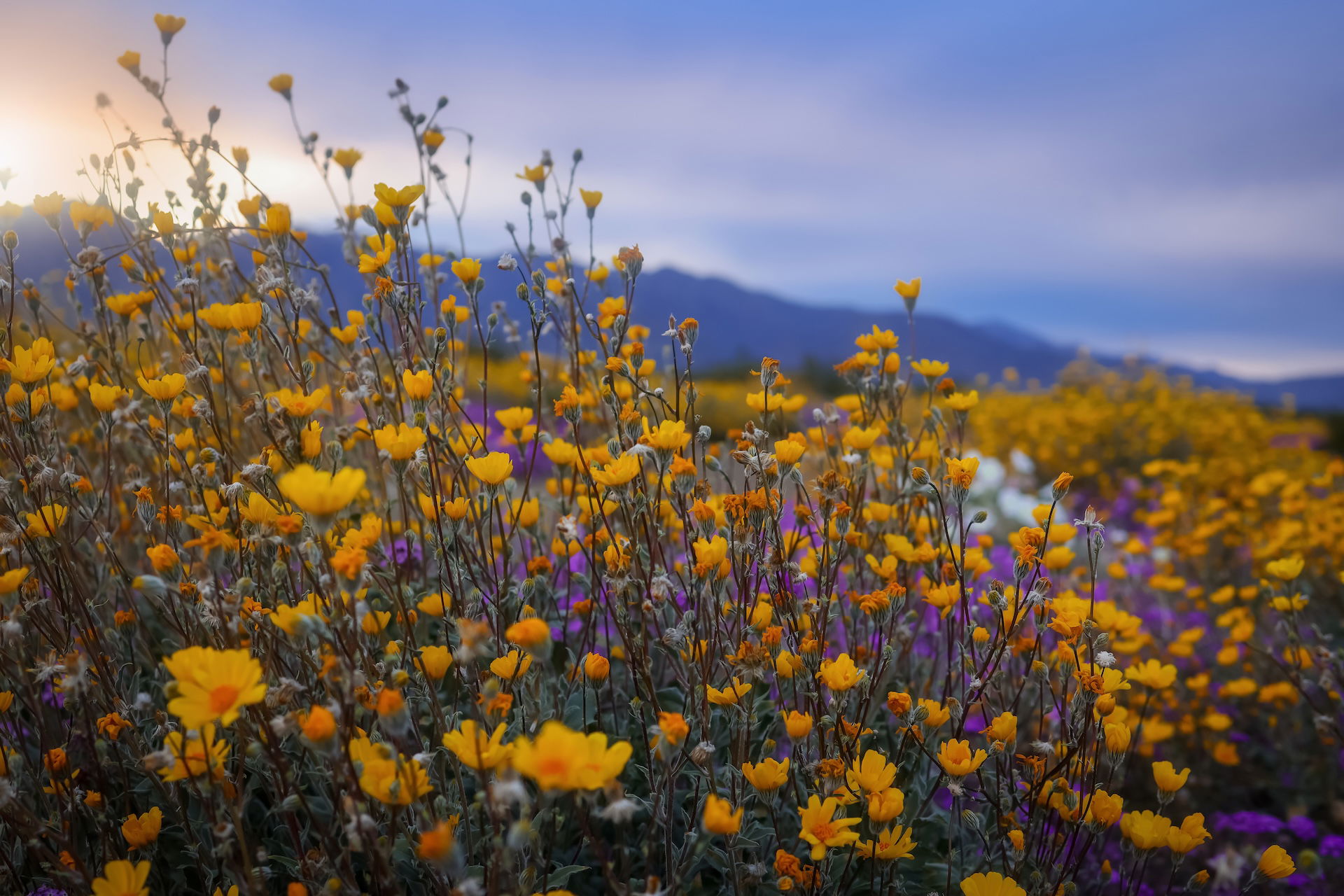 Anza Borrego Desert State Park