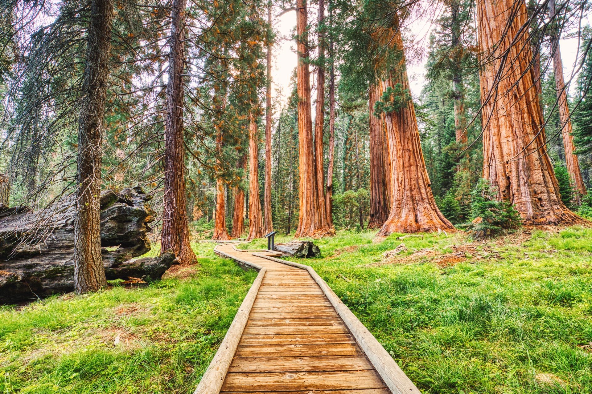 Top RV Parks in Big Basin Redwoods State Park, California