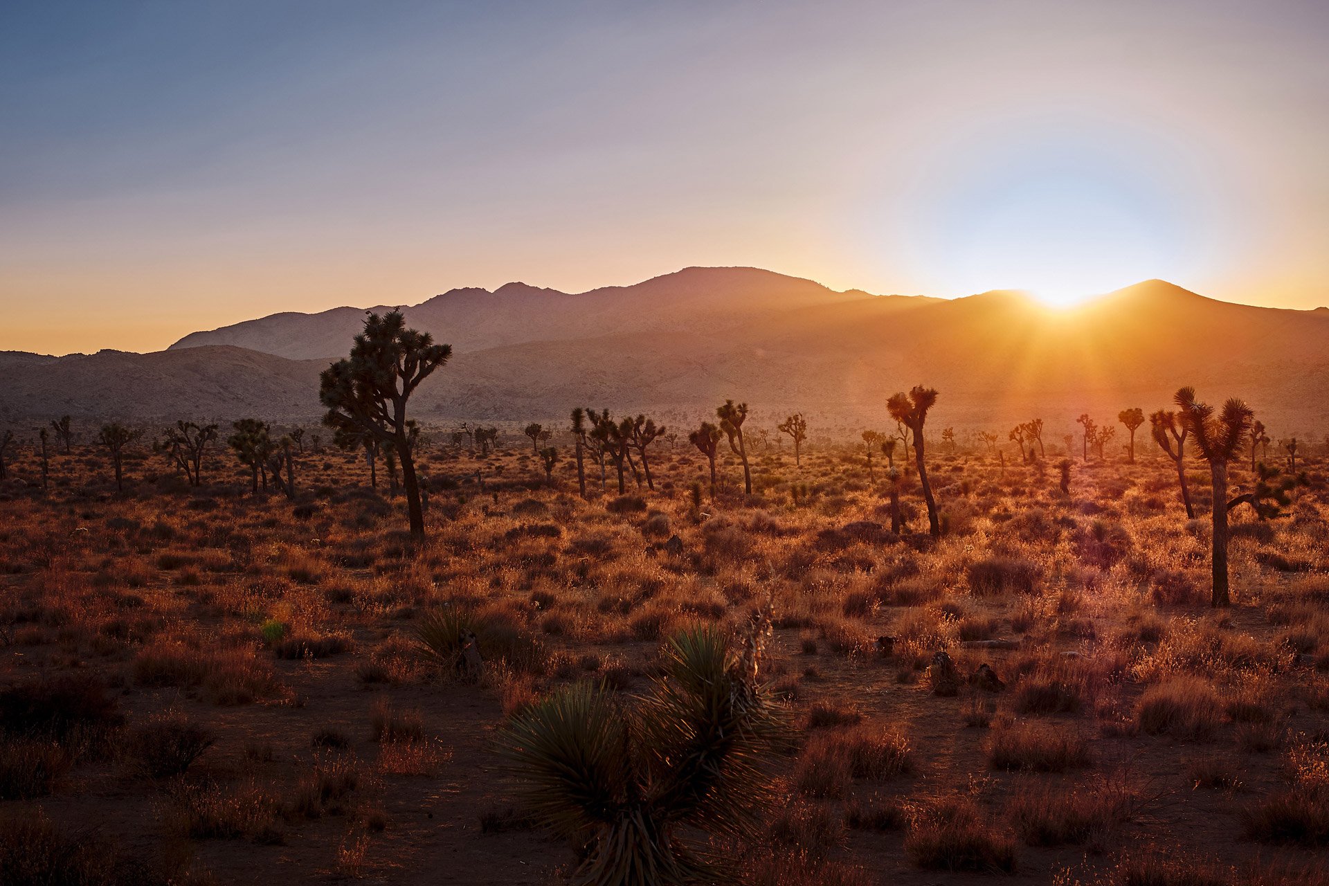 Top Tent Campgrounds in Joshua Tree National Park, California