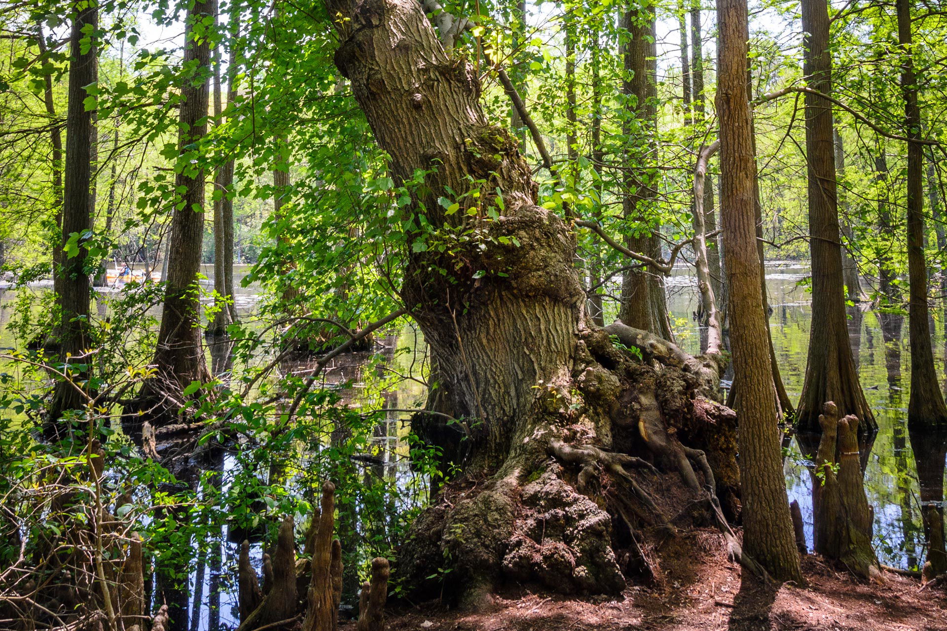 Top Tent Campgrounds in Trap Pond State Park, Delaware