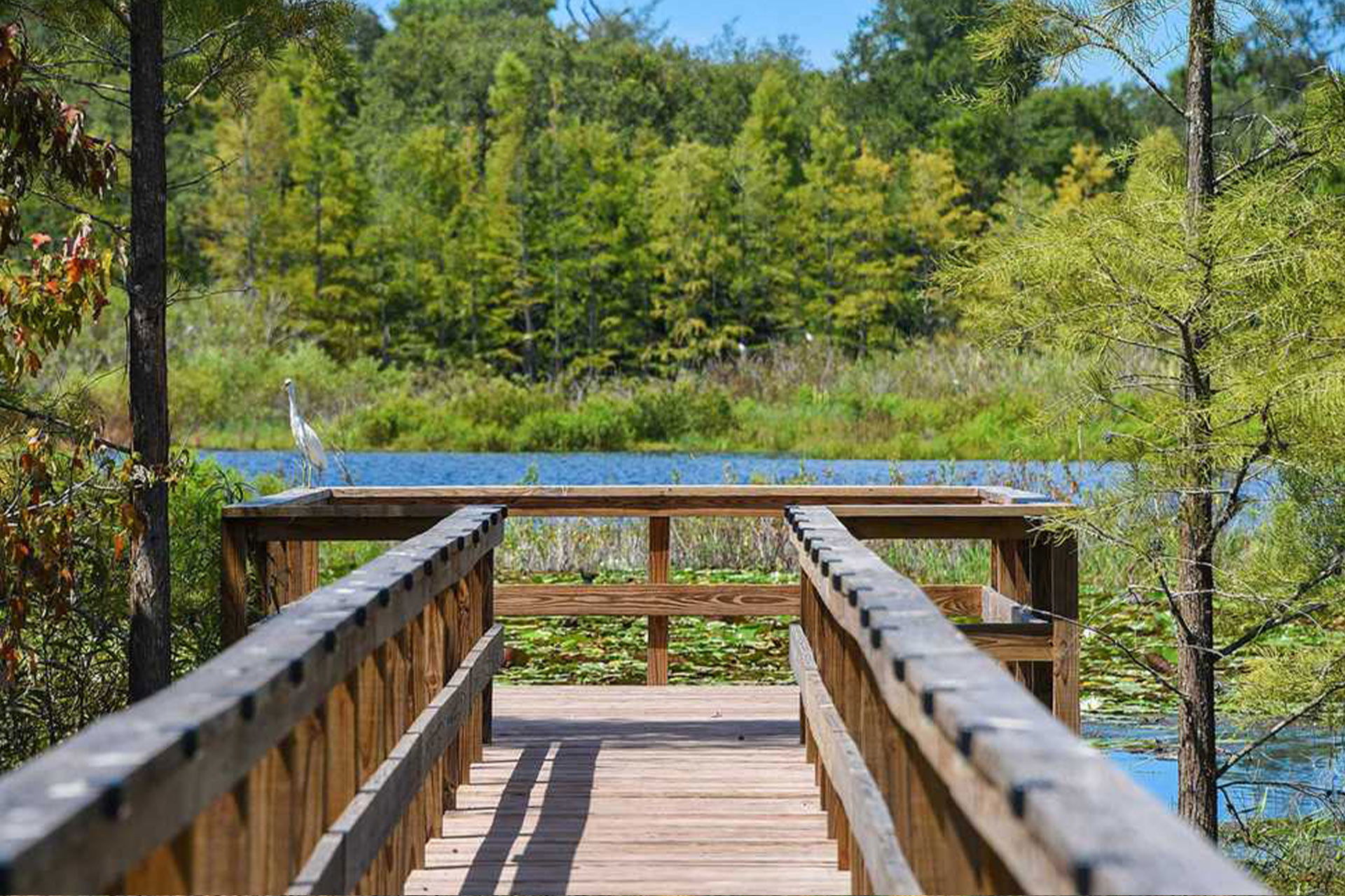 Top Tent Campgrounds in Werner-Boyce Salt Springs State Park, Florida