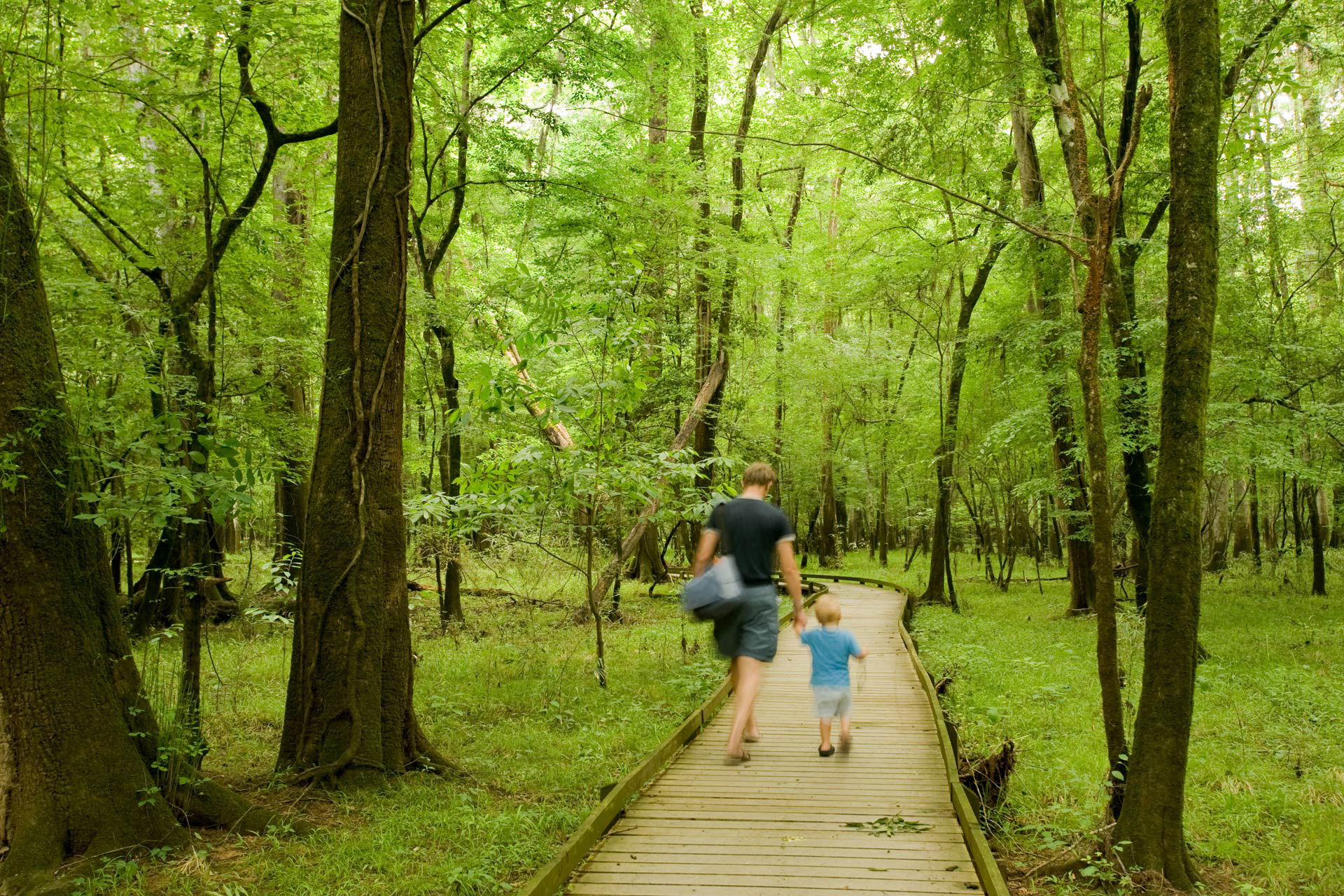 Top Campgrounds in Congaree National Park, South Carolina