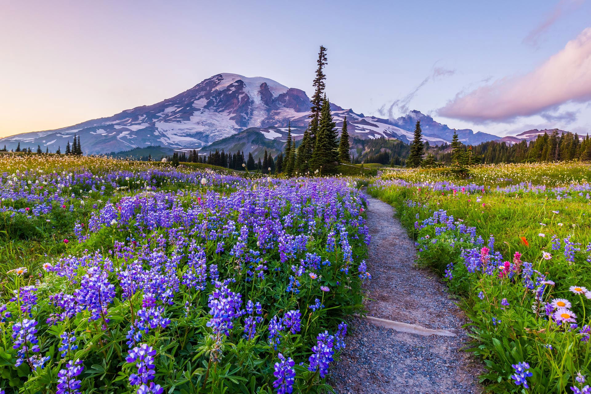 Top Campgrounds in Mt. Rainier National Park, Washington