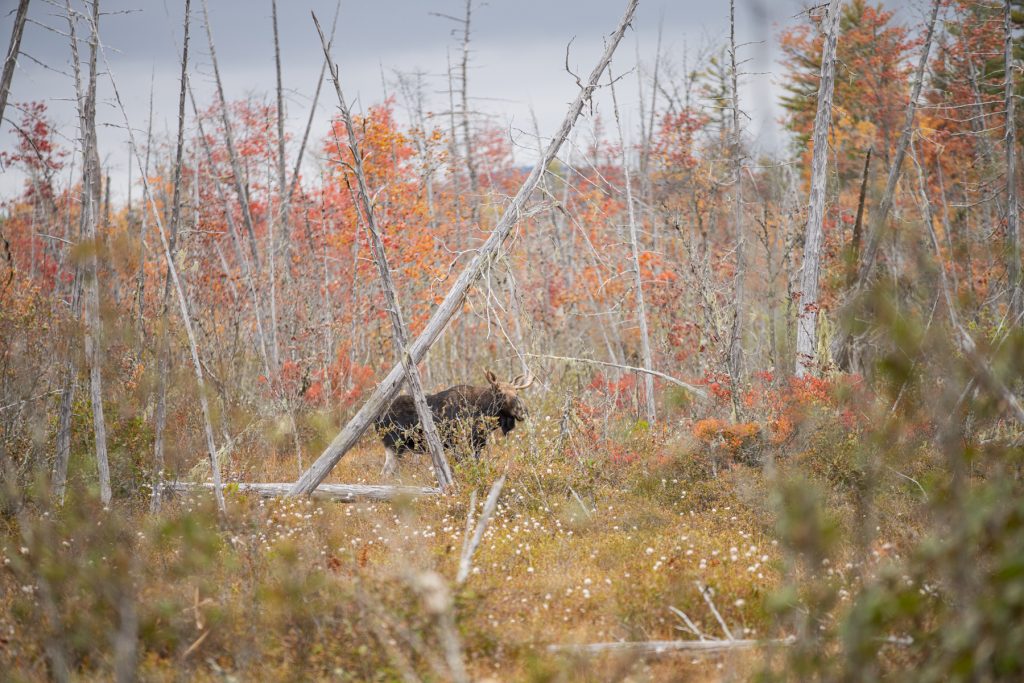 A moose having a bit of lunch in Lakeville, Maine.