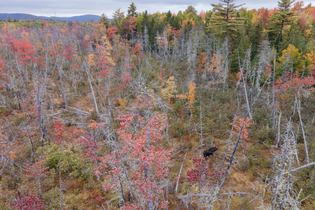 A moose in Maine surrounded by the fall foliage.