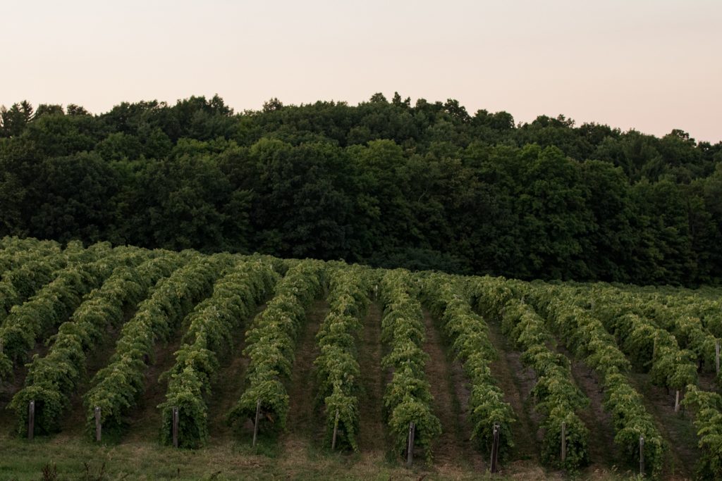 Lush rows of grapes in the Finger Lakes region of upstate New York.