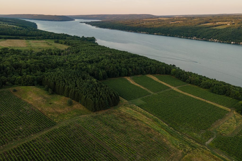 An aerial view of Lake Keuka during sunset in with rows of vines leading up to the water.