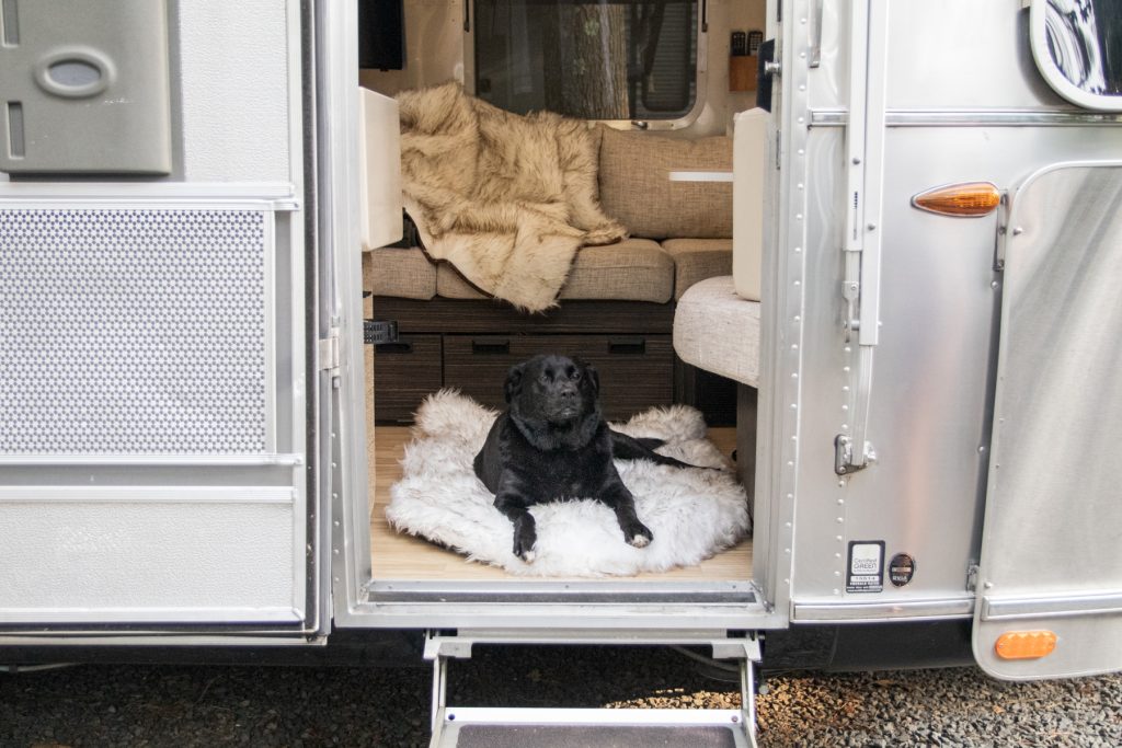 A dog sits on top of a Paw.com pup rug in an Aistream trailer.