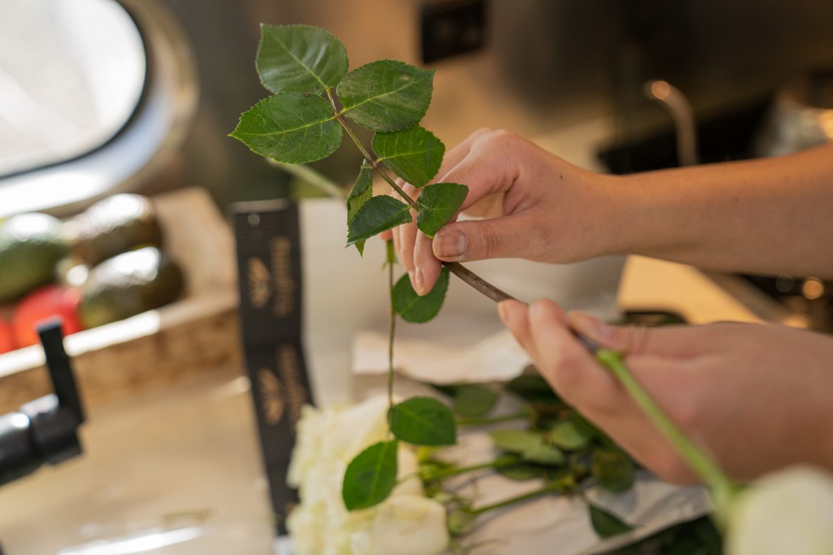 Using her hands, a woman pulls off the leaves of a rose stem.