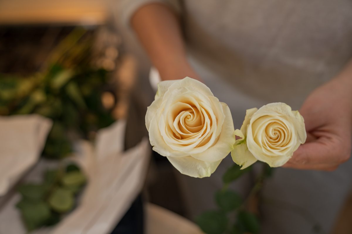 A person demonstrates the difference between a rose coming from a packaged bouquet and a rose that's been opened.