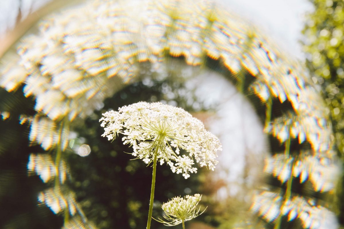 An experimental depiction of a white flower.