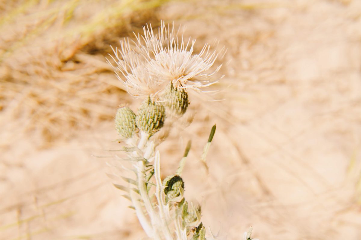 An experimental depiction of a flower along Lake Michigan.