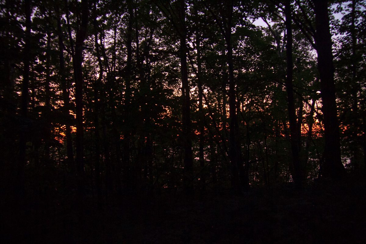 Silhouettes of trees with the sunset colors behind them.