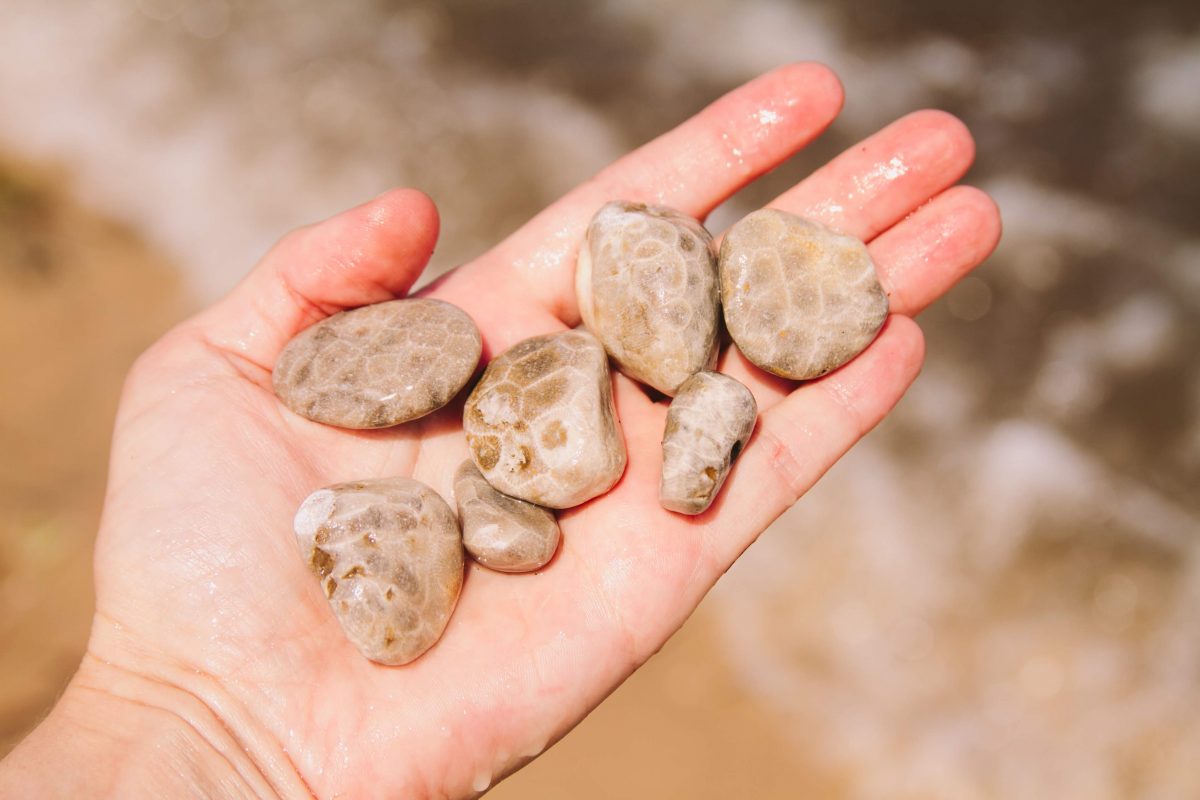 Someone holds up seven Petoskey stones they found on the Lake Michigan beach of Fishermans Island State Park.