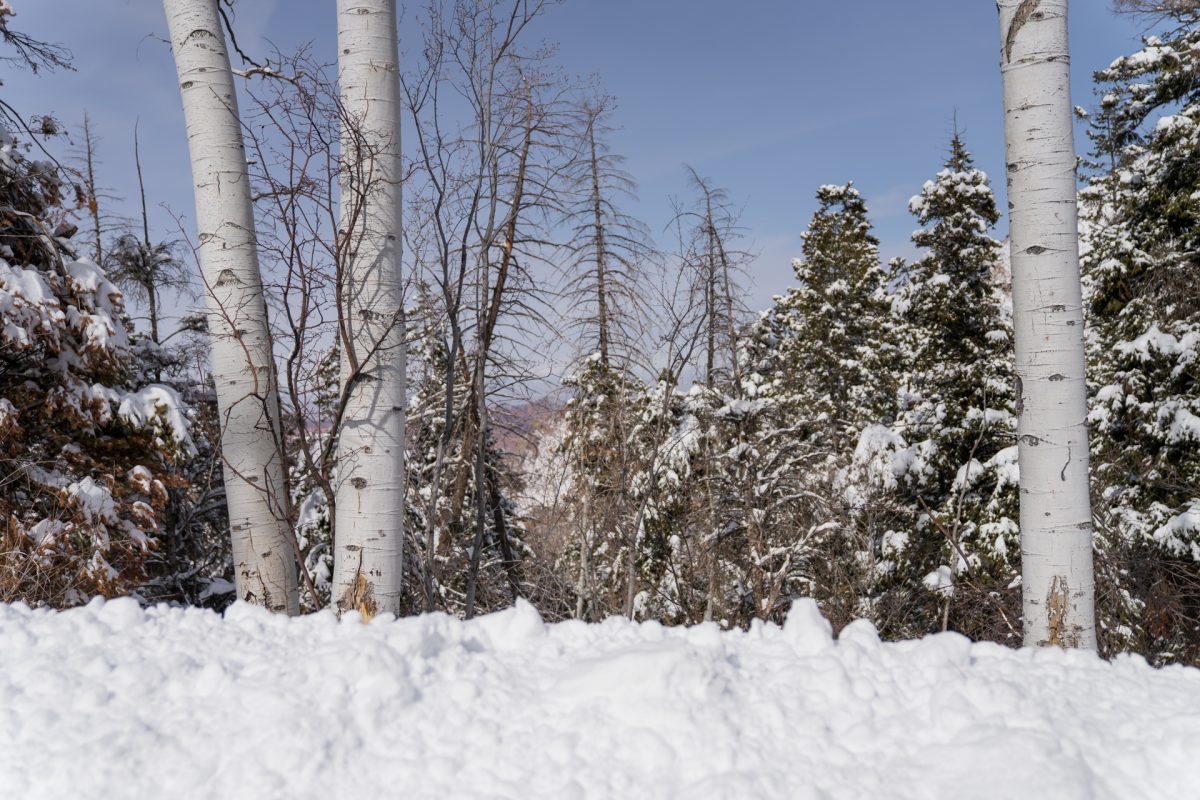 Aspens in deep snow along the La Sal Mountain road in Moab, Utah.