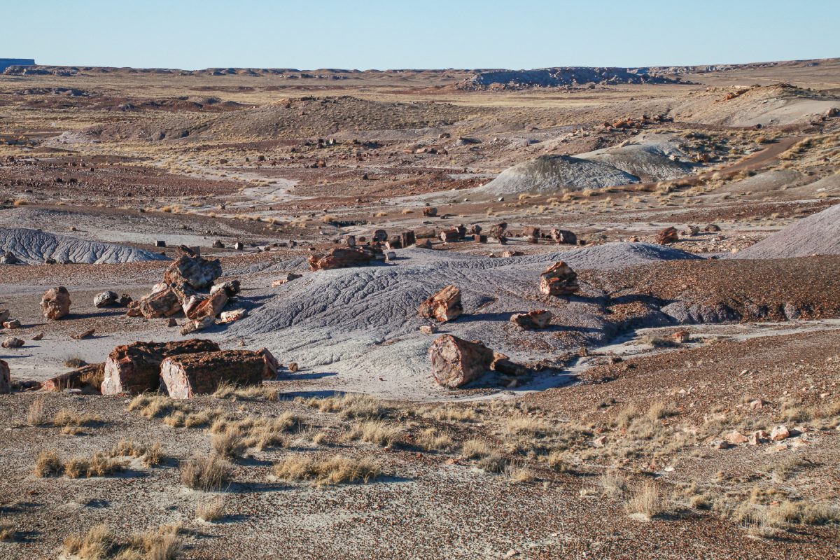 Blocks of petrified wood at Petrified Wood National Park in Arizona.