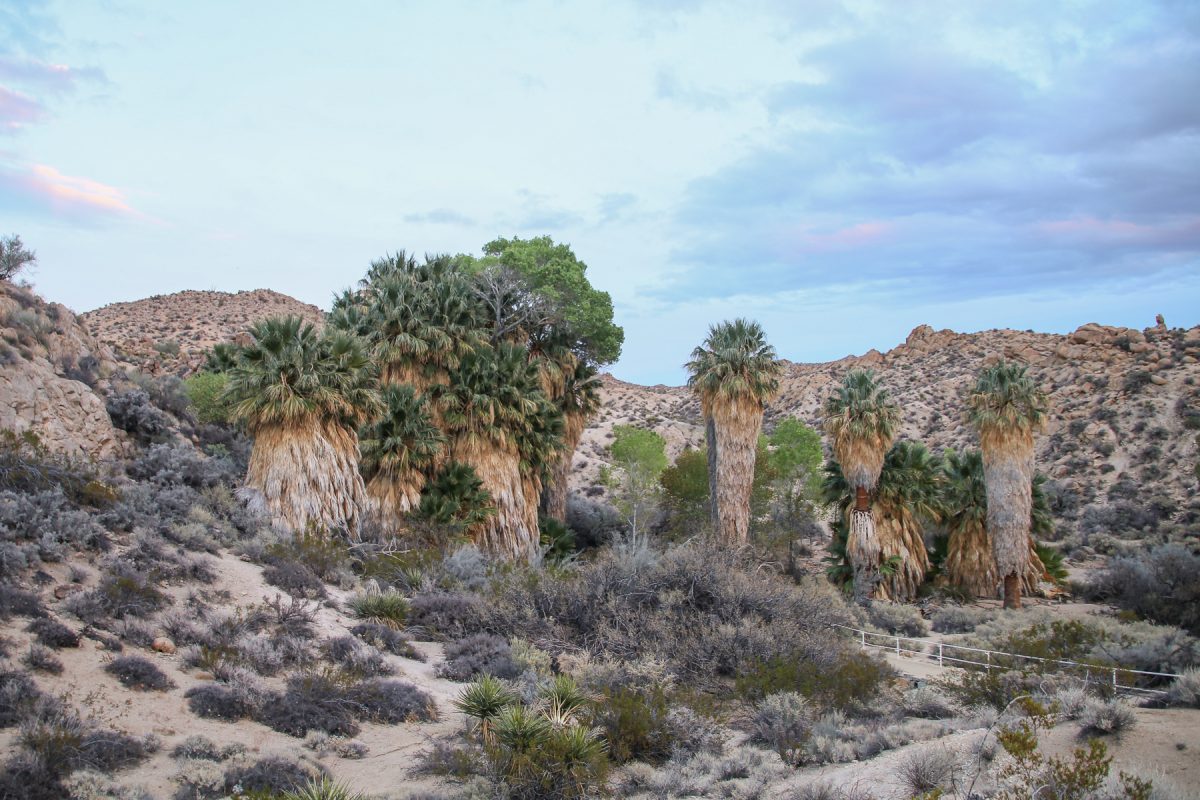 Large palm trees along the San Andreas fault line in Joshua Tree National Park in California. 