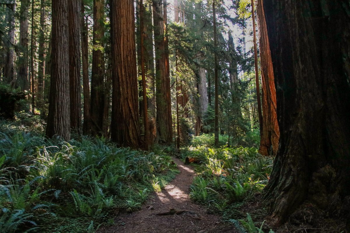 Sun shines through a redwood forest at the Redwood National and State Parks in California.