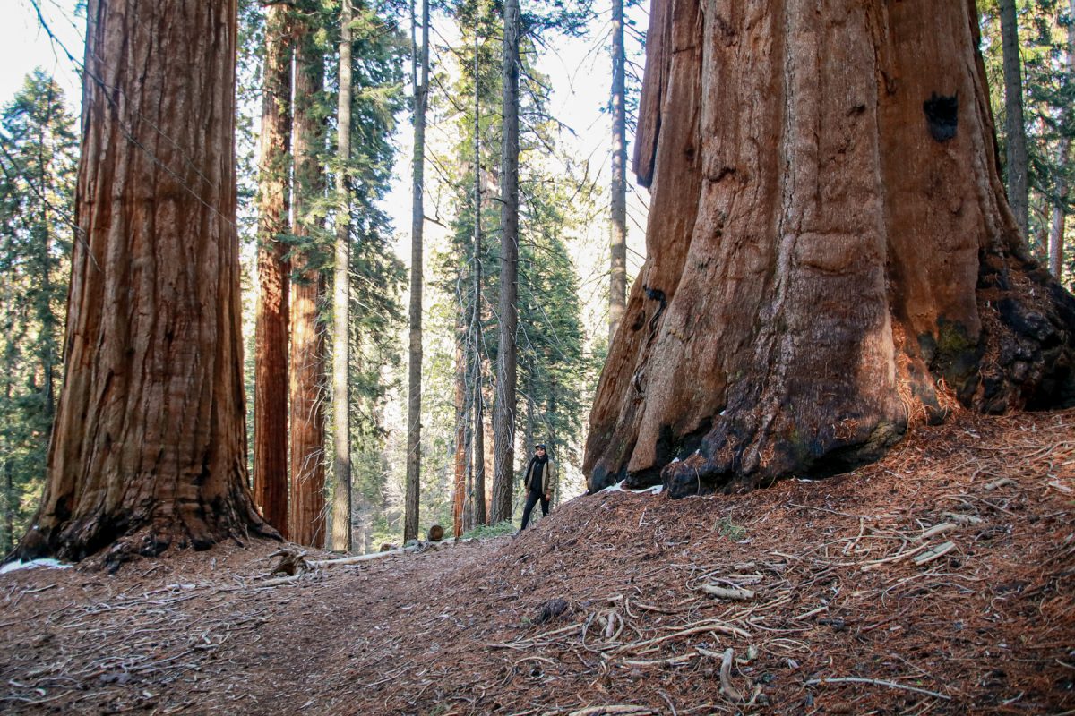 A person walks through two large sequoia trees at Sequoia National Park in California.