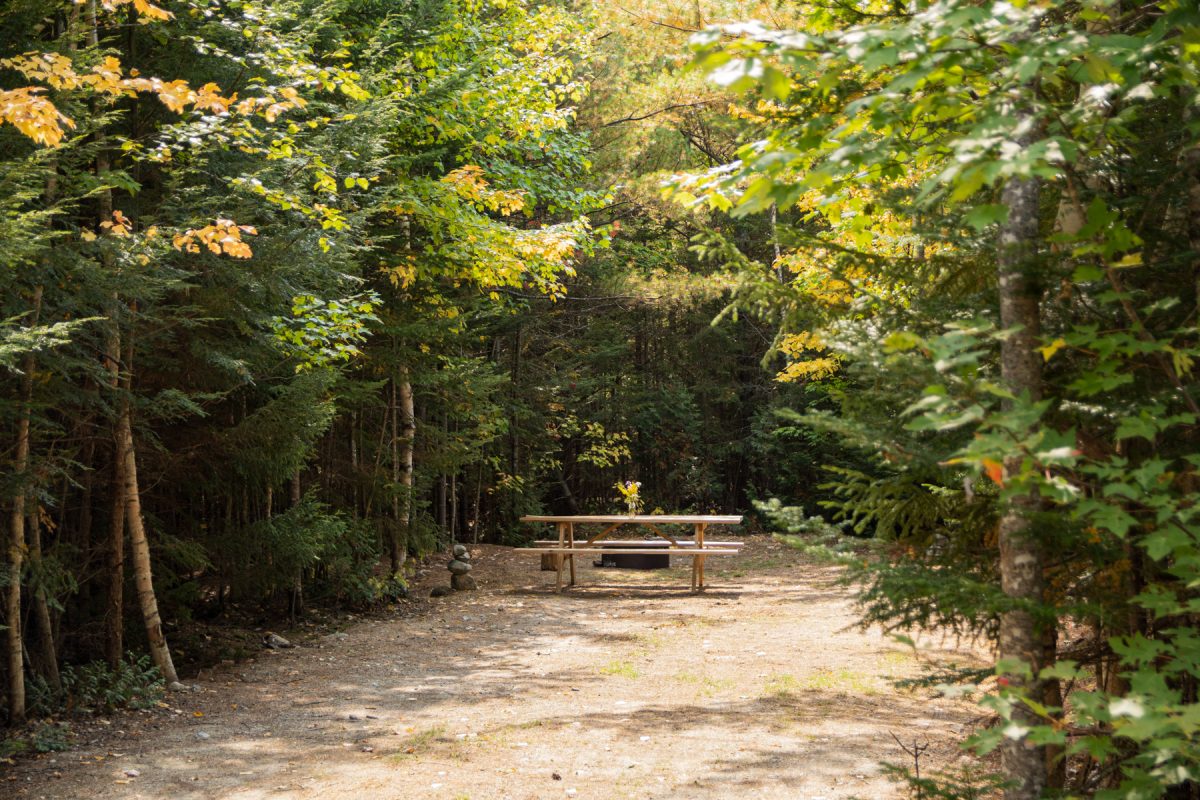 An empty wooded campsite at Wildfox Cabins & Campground in Lakeville, Maine.