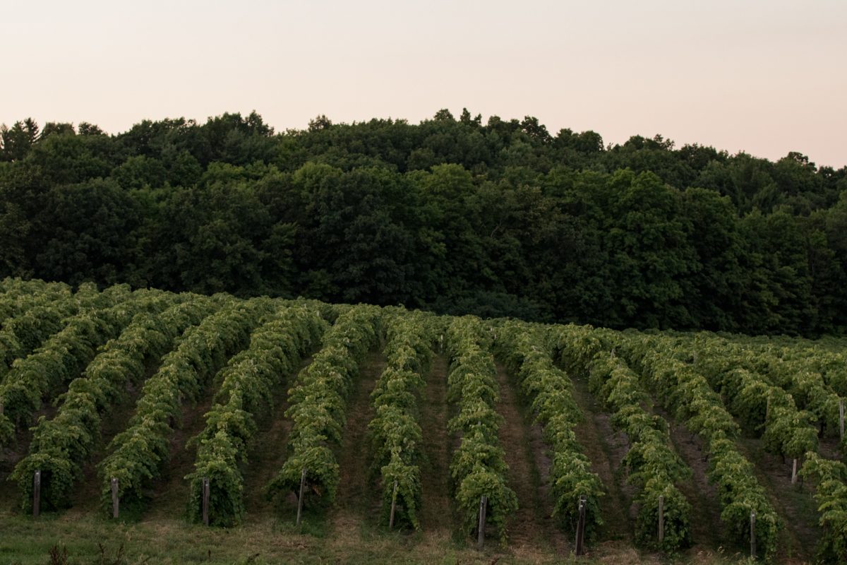 Rows of grapes growing at a vineyard.