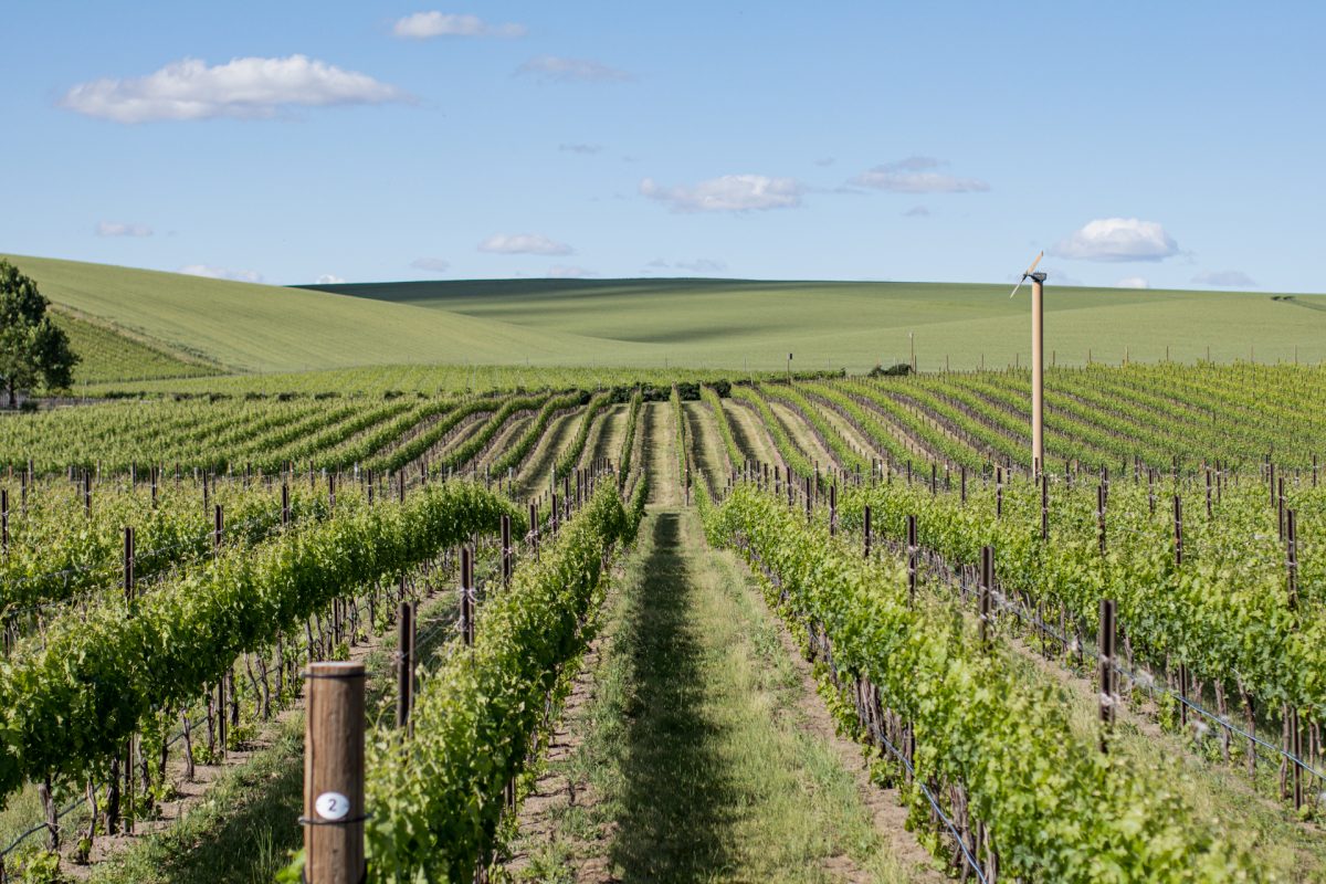 Rolling hills at aMaurice vineyard in Walla Walla, WA.