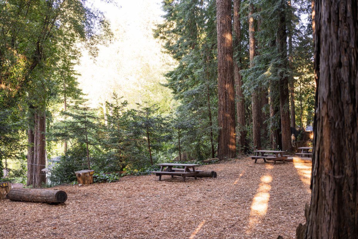 Empty tent sites at the Santa Cruz Redwoods RV Resort in Felton, CA.