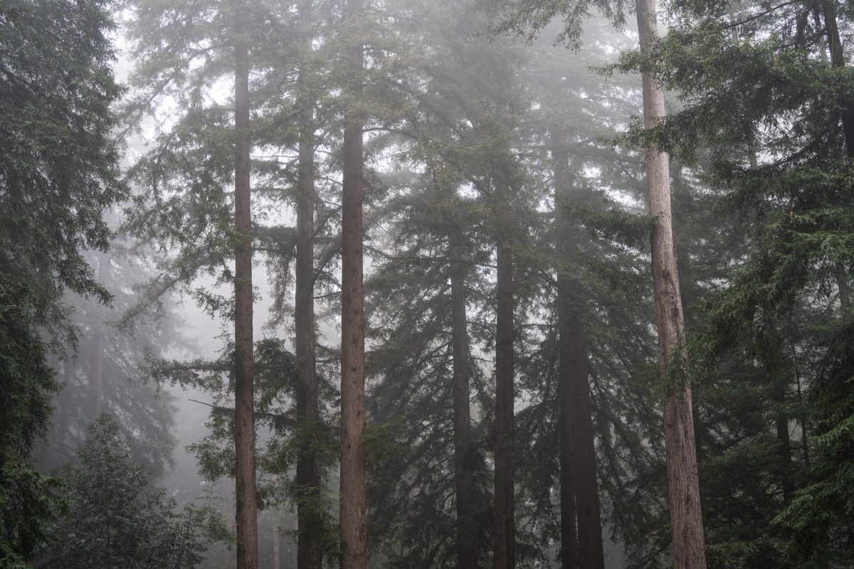 Redwood trees in the fog at the Santa Cruz Redwoods RV Resort in Felton, California.