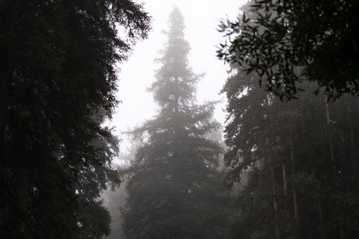 A redwood tree poking through the fog at the Santa Cruz Redwoods RV Resort in Felton, California.