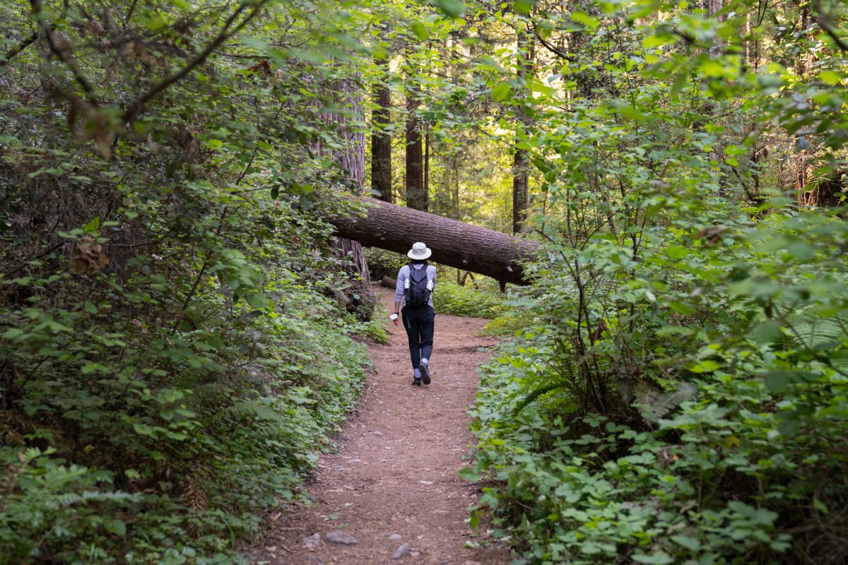 A hiker approaches a downed tree on the trail.