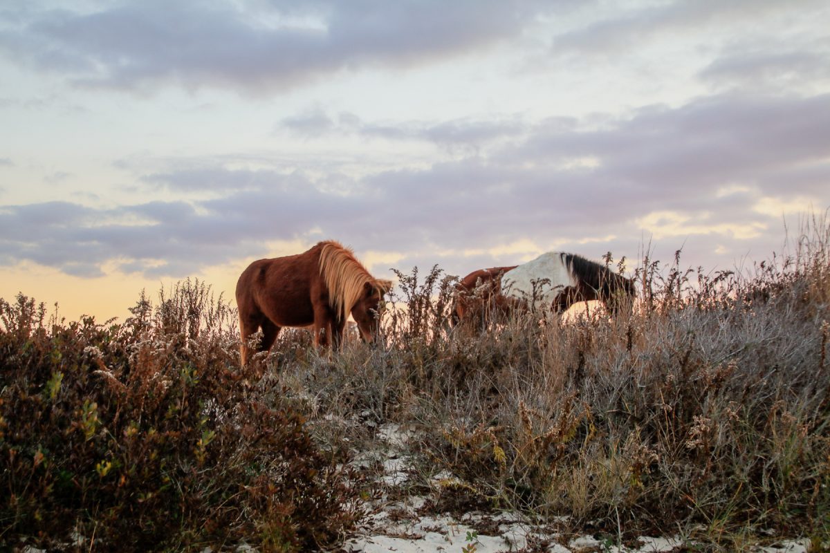 Horses feed on grass on Assateague Island National Seashore in Delaware and Maryland.