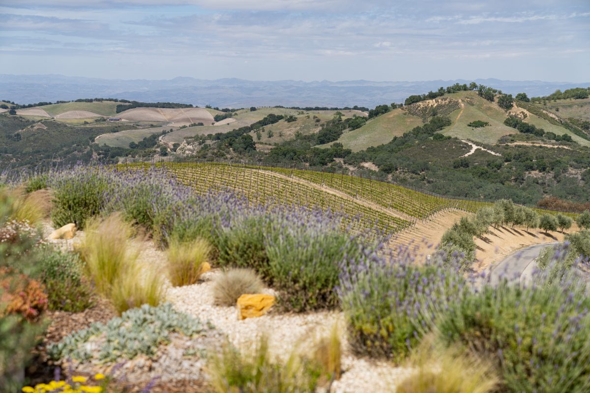 The rolling wine country hills and vineyards in Paso Robles, Califonria.