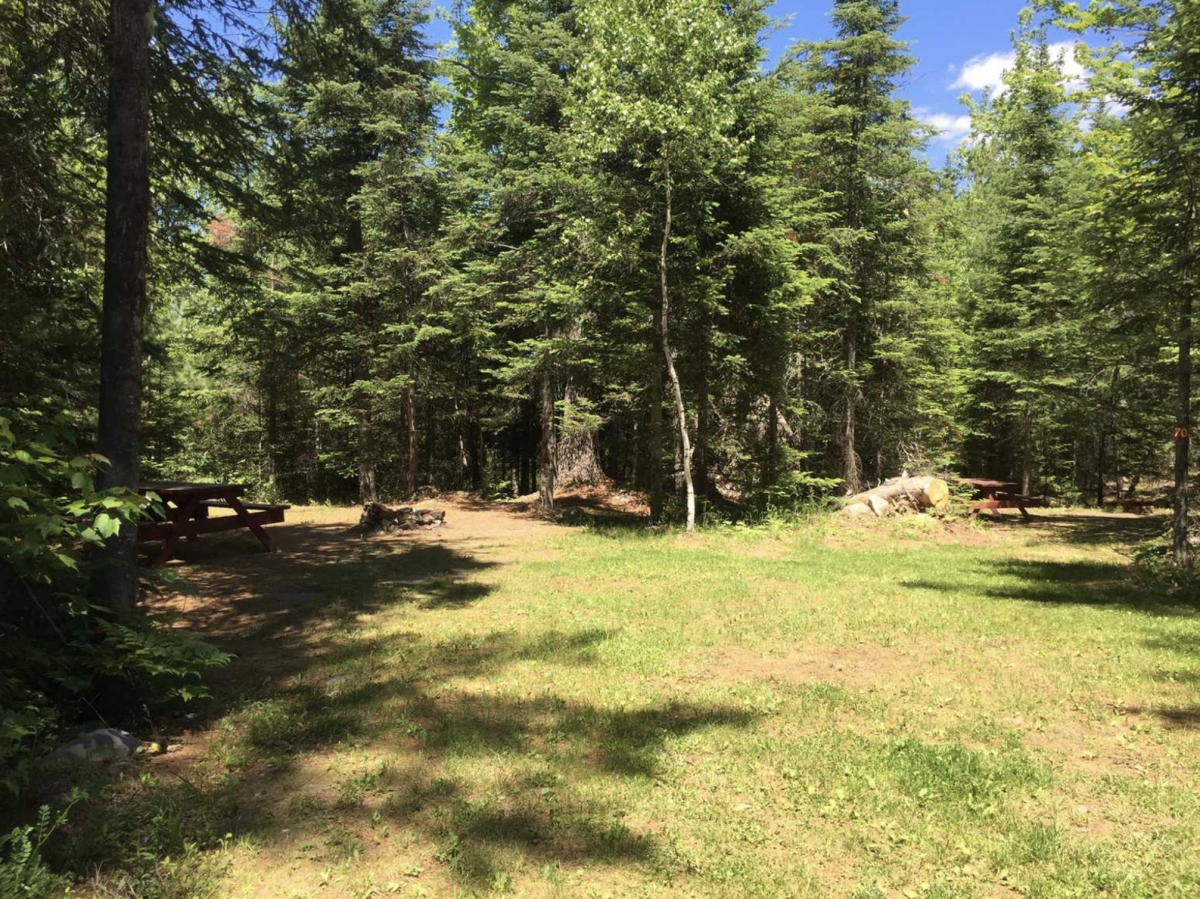 A grassy, wooded campsite at Cold River Campground in Eddington, Maine.