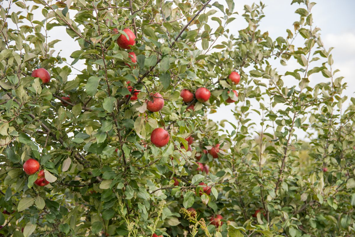 Apples on the tree at the Treworgy Family Orchard in Levant, Maine.