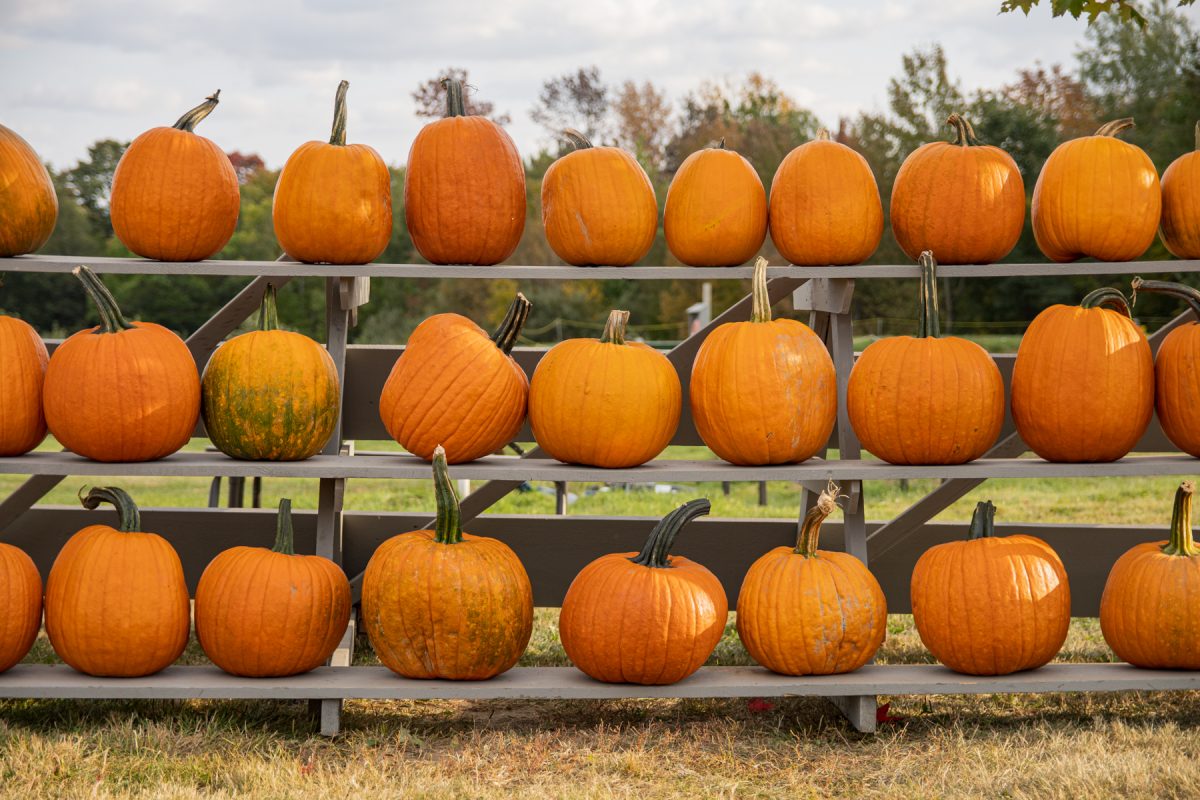 Rows of pumpkins on display at the Treworgy Family Orchard in Levant, Maine.