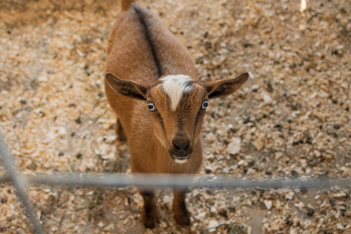 A very adorable goat waiting to be pet and fed at the Treworgy Family Orchard in Levant, Maine.