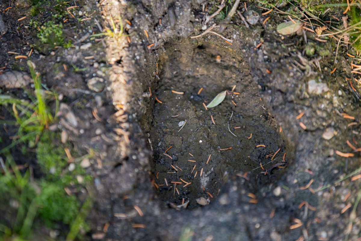 Moose tracks in the mud on the Sandy Stream Pond trail in Baxter State Park.