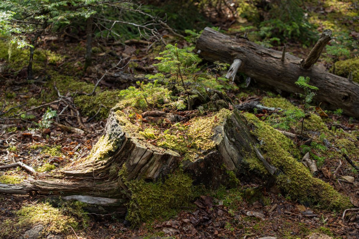 Some baby pine trees grow from the stump of a cut-down tree along the Ocean Path in Acadia National Park in Maine.