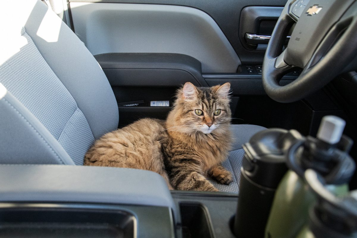 A fluffy cat sits in the driver's seat of a truck.