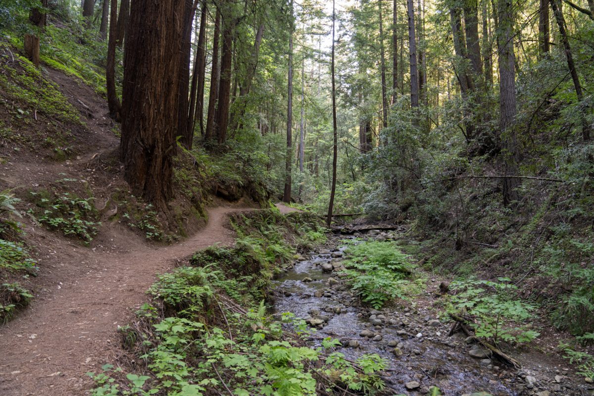 Fall Creek Trail on the Cape Horn Loop Trail in Henry Cowell Redwoods State Park near Santa Cruz, California.