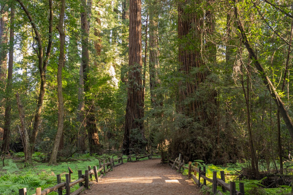 Redwood Grove Loop Trail in Henry Cowell Redwoods State Park near Santa Cruz, California.