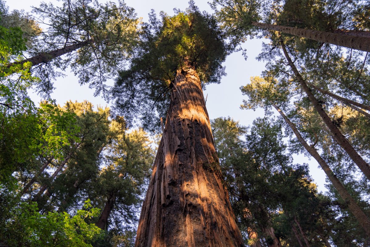 One of the largest Redwood Trees in the Redwood Grove Loop Trail in Henry Cowell Redwoods State Park near Santa Cruz, California.