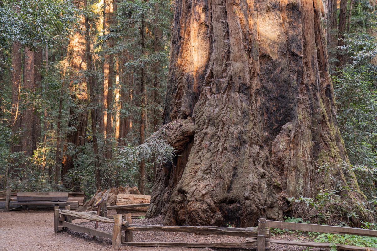 One of the largest Redwood Trees at Redwood Grove Loop Trail in Henry Cowell Redwoods State Park near Santa Cruz, California. 