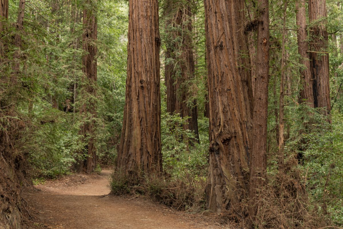 Redwoods along the Roaring Camp Loop Trail in Henry Cowell Redwoods State Park near Santa Cruz, California.