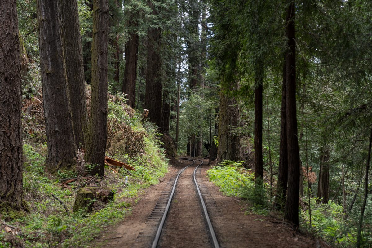 Roaring Camp train tracks through the redwoods in Felton, California near Santa Cruz.