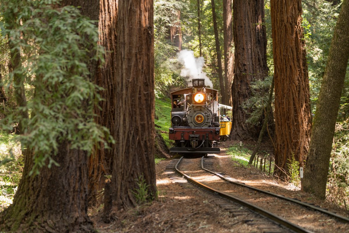 Roaring Camp's Redwood steam train surrounded by Redwoods near Santa Cruz, California.