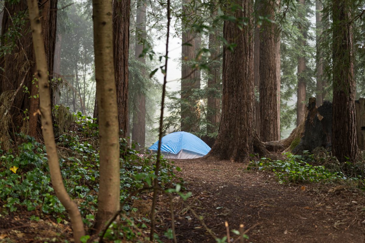 A tent site at the Santa Cruz Redwoods RV Resort in Felton, California.