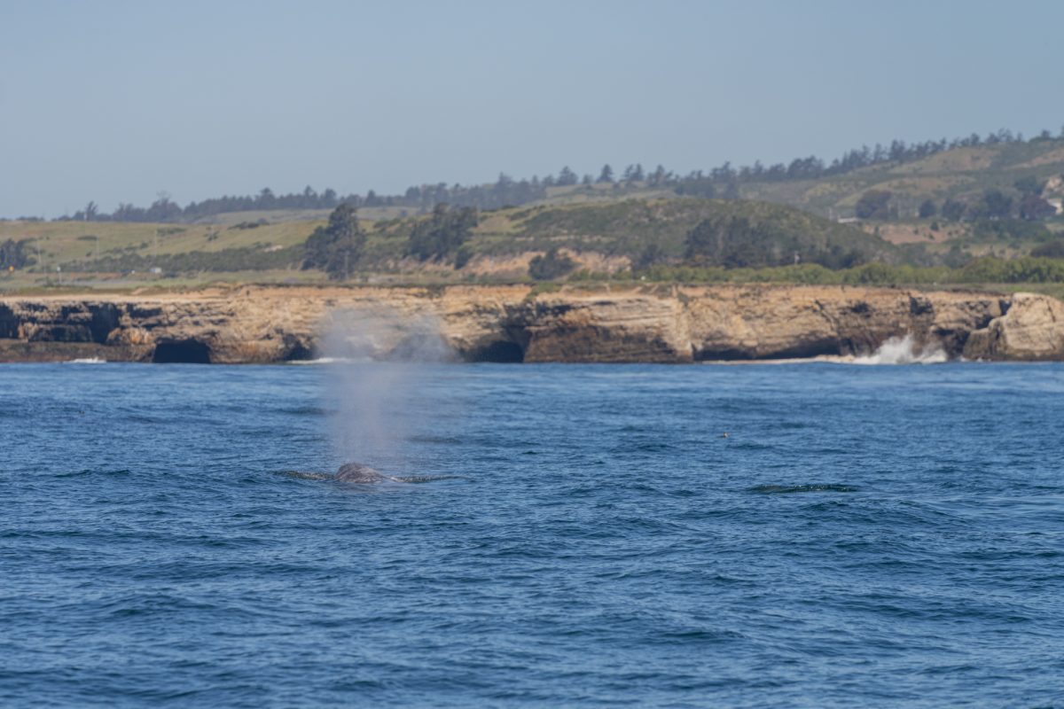 A gray whale emitting water from its blowhole near Santa Cruz, California.