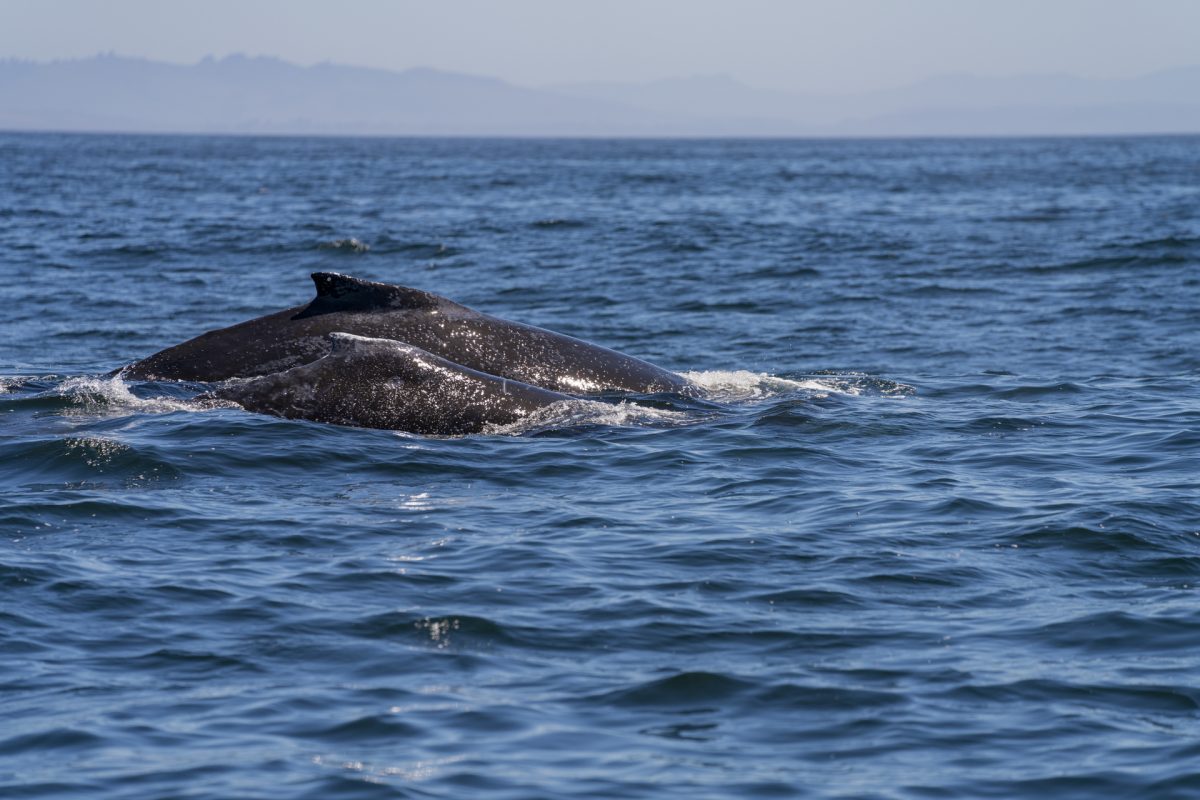 Two humpback whales swimming in Monterey Bay, California.