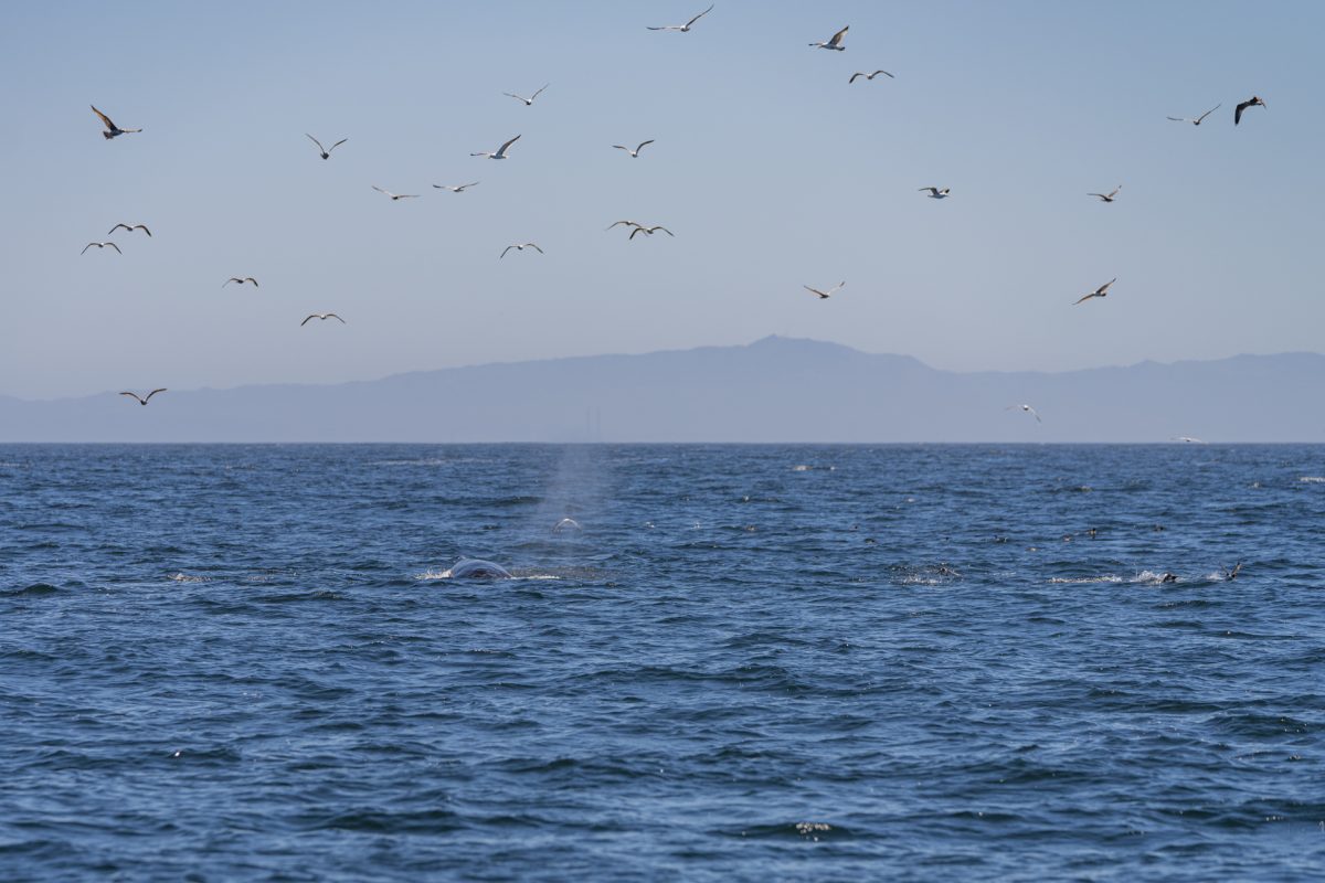 Humpback whales and seagulls eating krill in Monterey Bay, California.